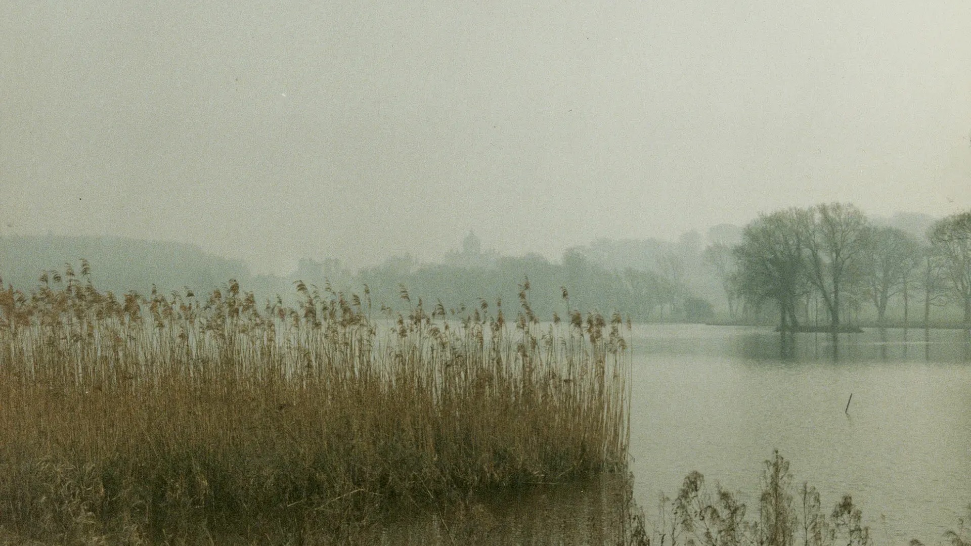 Reeds beside a misty lake with distant trees fading into the fog